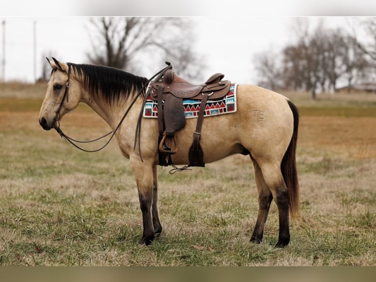 American Quarter Horse Ruin 13 Jaar Buckskin in Fredericksburg