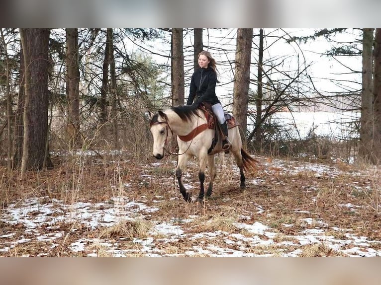 American Quarter Horse Ruin 13 Jaar Buckskin in Howell MI