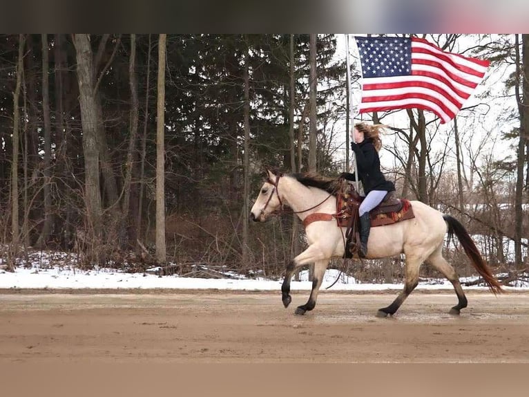 American Quarter Horse Ruin 13 Jaar Buckskin in Howell MI