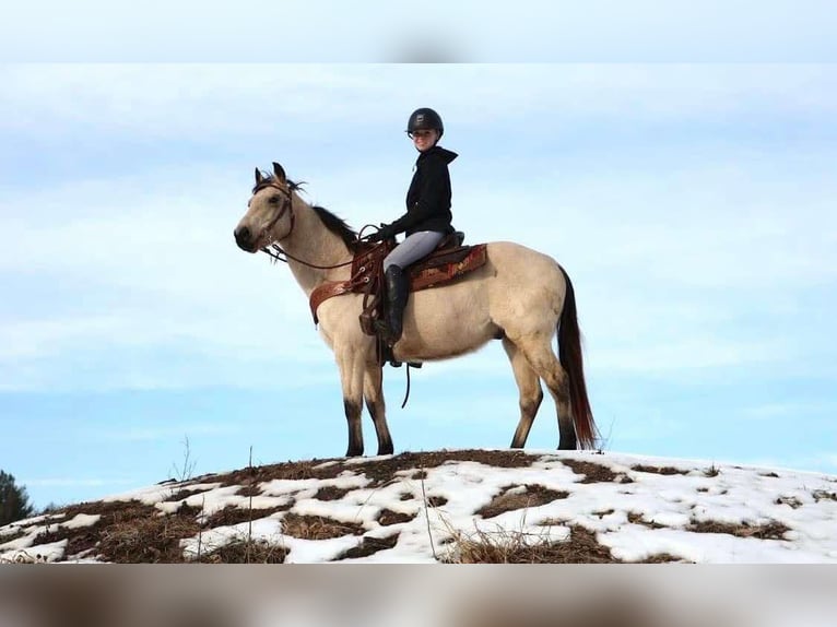 American Quarter Horse Ruin 13 Jaar Buckskin in Howell MI