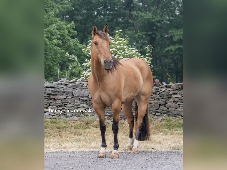 American Quarter Horse Ruin 13 Jaar Falbe in Everett PA