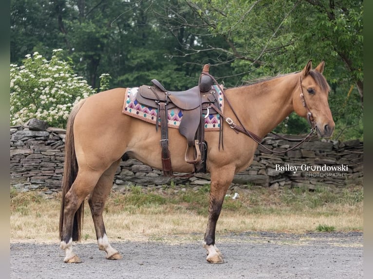 American Quarter Horse Ruin 13 Jaar Falbe in Everett PA