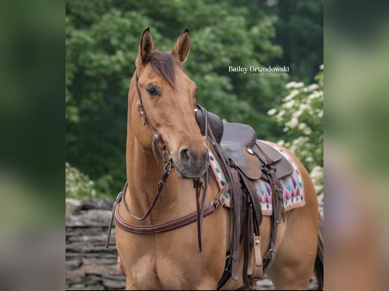 American Quarter Horse Ruin 13 Jaar Falbe in Everett PA