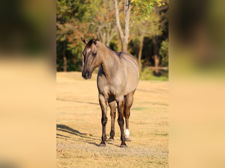 American Quarter Horse Ruin 13 Jaar Grullo in Terrell