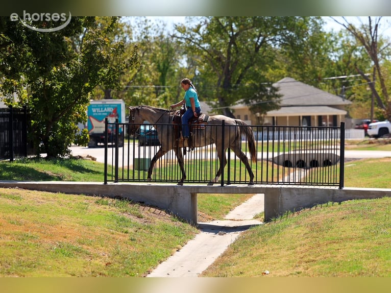 American Quarter Horse Ruin 13 Jaar Grullo in Forney
