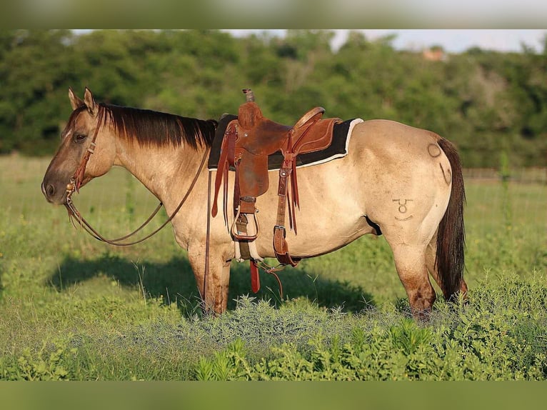 American Quarter Horse Ruin 13 Jaar Grullo in Stephenville TX
