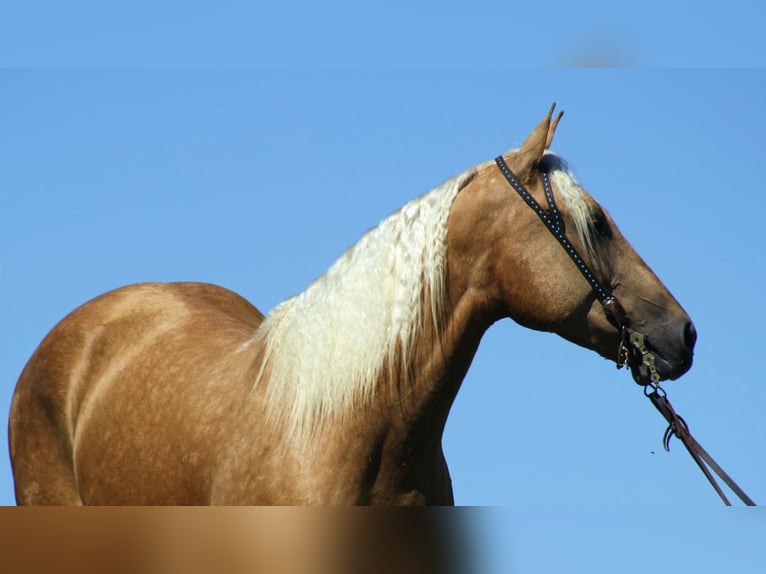 American Quarter Horse Ruin 13 Jaar Palomino in Mt. Vernon KY