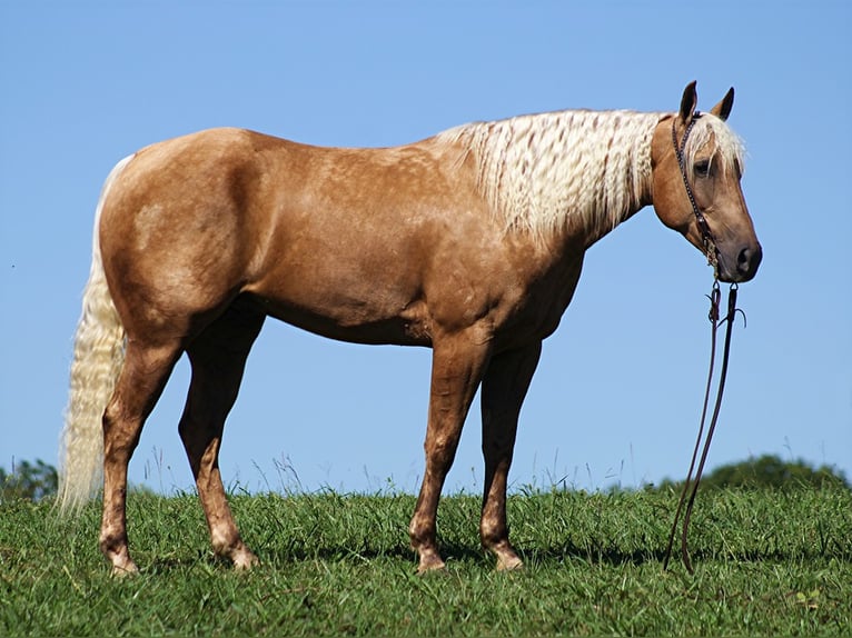 American Quarter Horse Ruin 13 Jaar Palomino in Mt. Vernon KY