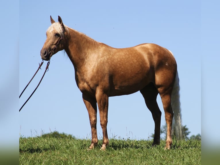 American Quarter Horse Ruin 13 Jaar Palomino in Mt. Vernon KY