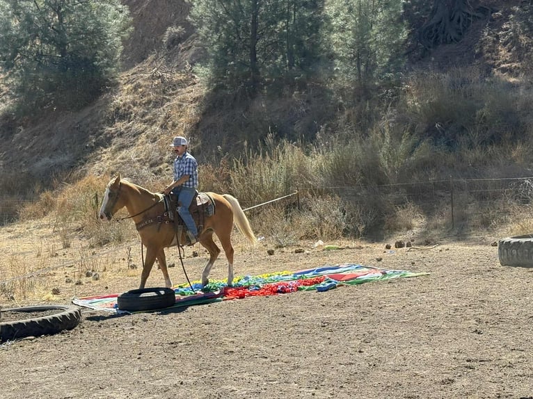 American Quarter Horse Ruin 13 Jaar Palomino in Paicines, ca