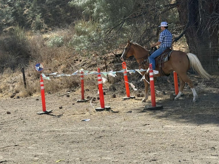 American Quarter Horse Ruin 13 Jaar Palomino in Paicines, ca