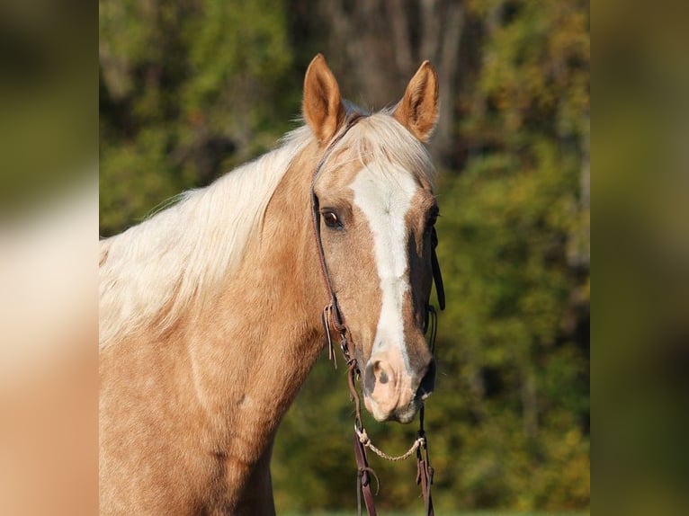 American Quarter Horse Ruin 13 Jaar Palomino in Brodhead, KY