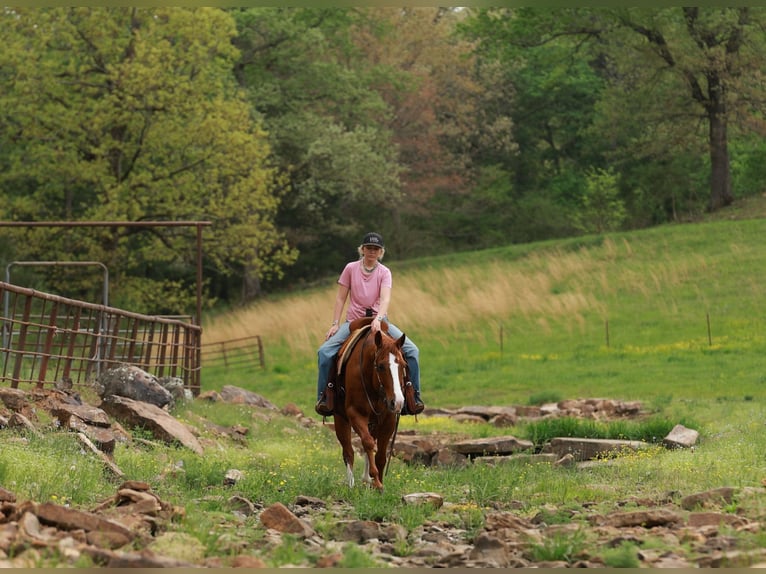 American Quarter Horse Ruin 13 Jaar Roan-Red in Quitman