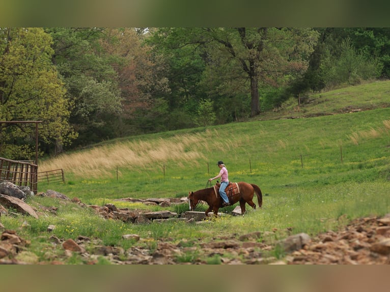 American Quarter Horse Ruin 13 Jaar Roan-Red in Quitman