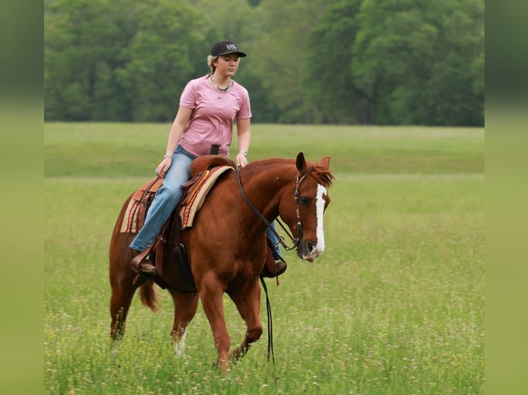 American Quarter Horse Ruin 13 Jaar Roan-Red in Quitman