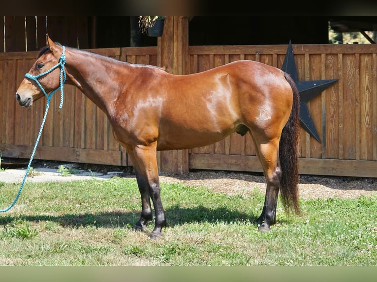 American Quarter Horse Ruin 13 Jaar Roodbruin in JERSEY  SHORE, PA