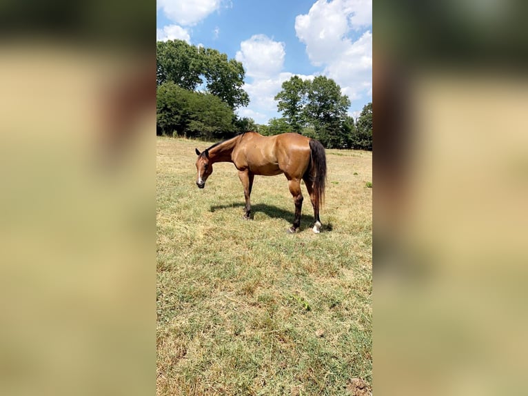 American Quarter Horse Ruin 13 Jaar Roodbruin in Morgan Mill TX