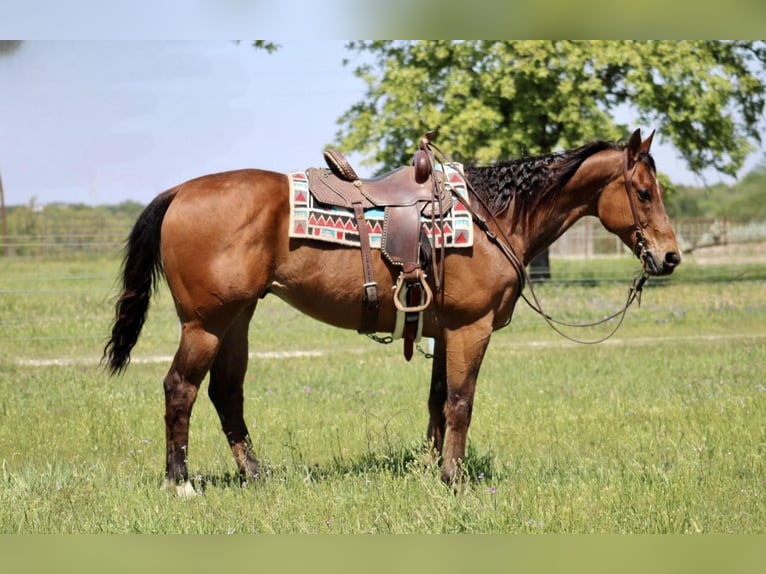 American Quarter Horse Ruin 13 Jaar Roodbruin in Morgan Mill TX