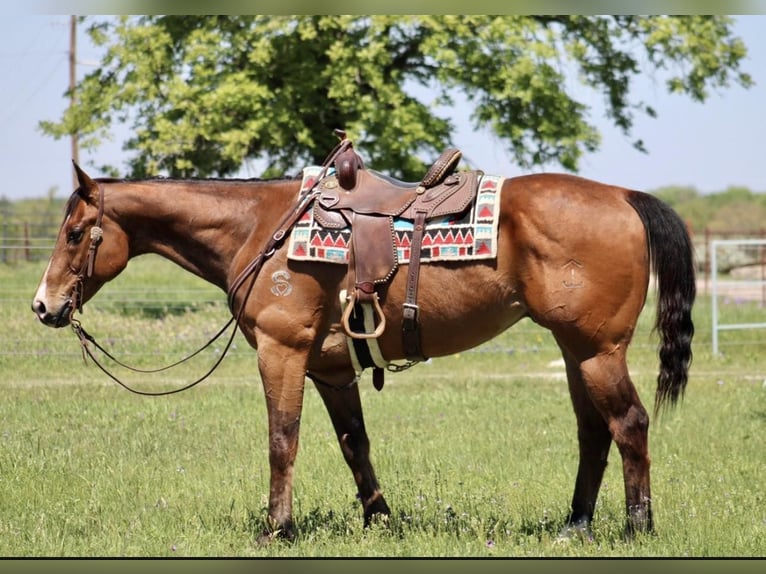 American Quarter Horse Ruin 13 Jaar Roodbruin in Morgan Mill TX