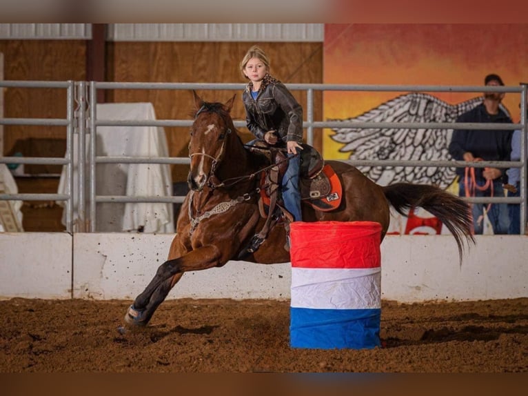 American Quarter Horse Ruin 13 Jaar Roodbruin in Morgan Mill TX