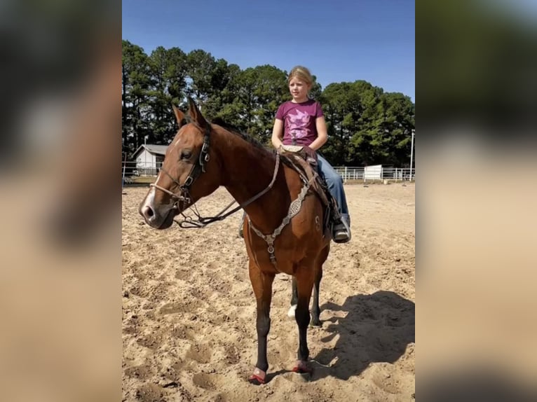 American Quarter Horse Ruin 13 Jaar Roodbruin in Morgan Mill TX