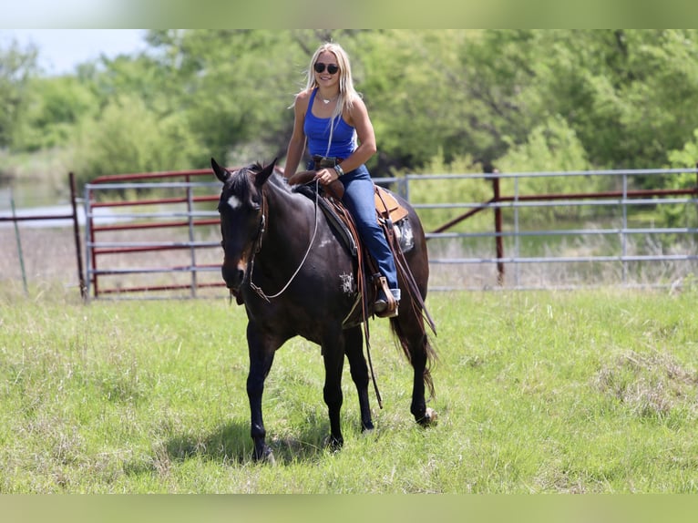 American Quarter Horse Ruin 13 Jaar Roodbruin in Mineral Wells
