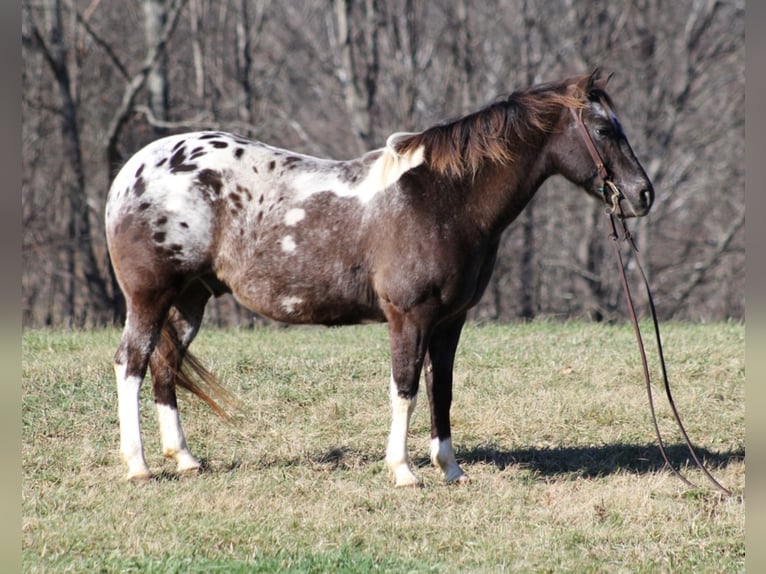 American Quarter Horse Ruin 13 Jaar Roodbruin in Mount Vernon KY