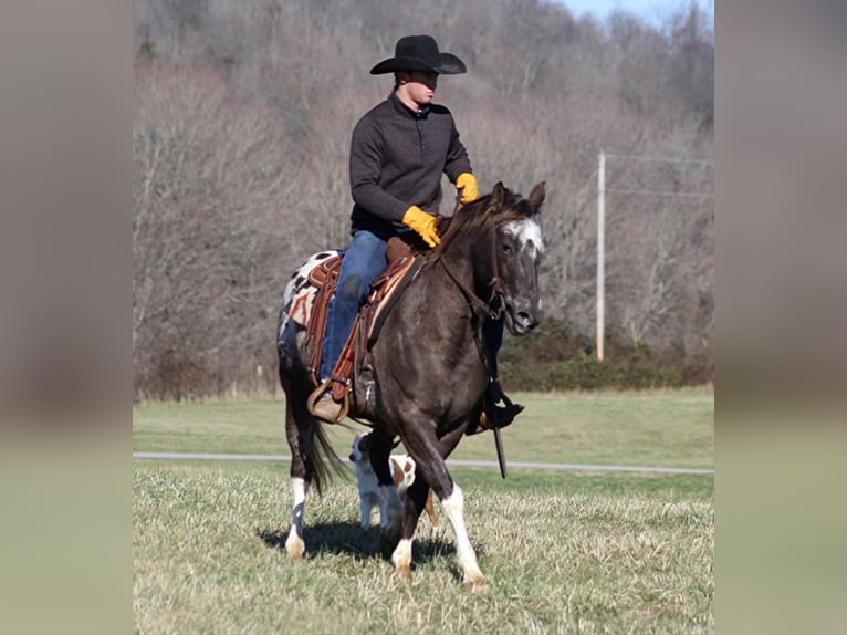 American Quarter Horse Ruin 13 Jaar Roodbruin in Mount Vernon KY