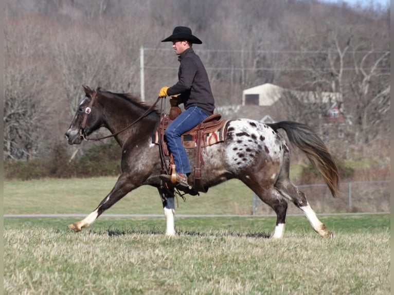 American Quarter Horse Ruin 13 Jaar Roodbruin in Mount Vernon KY