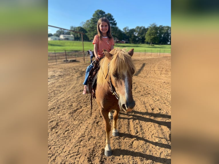 American Quarter Horse Ruin 13 Jaar Roodvos in Brierfield, AL