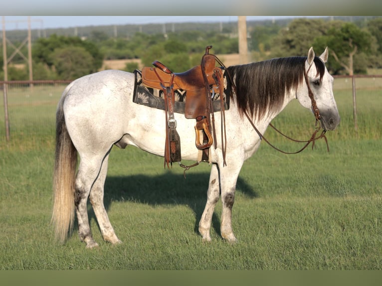 American Quarter Horse Ruin 13 Jaar Schimmel in Mineral Wells
