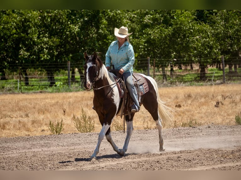 American Quarter Horse Ruin 13 Jaar Tobiano-alle-kleuren in Lodi CA