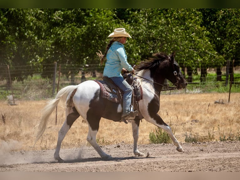 American Quarter Horse Ruin 13 Jaar Tobiano-alle-kleuren in Lodi CA