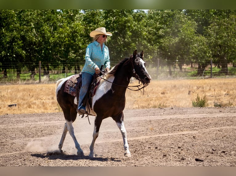 American Quarter Horse Ruin 13 Jaar Tobiano-alle-kleuren in Lodi CA