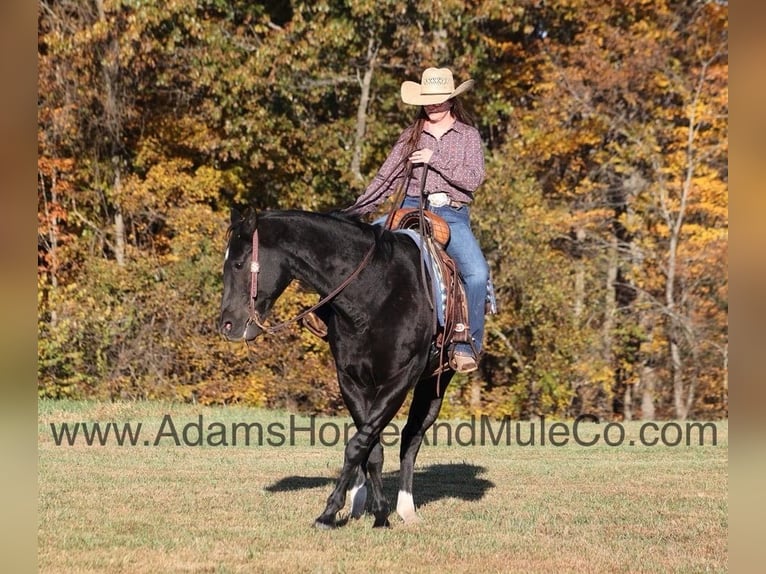 American Quarter Horse Ruin 13 Jaar Zwart in Mount Vernon