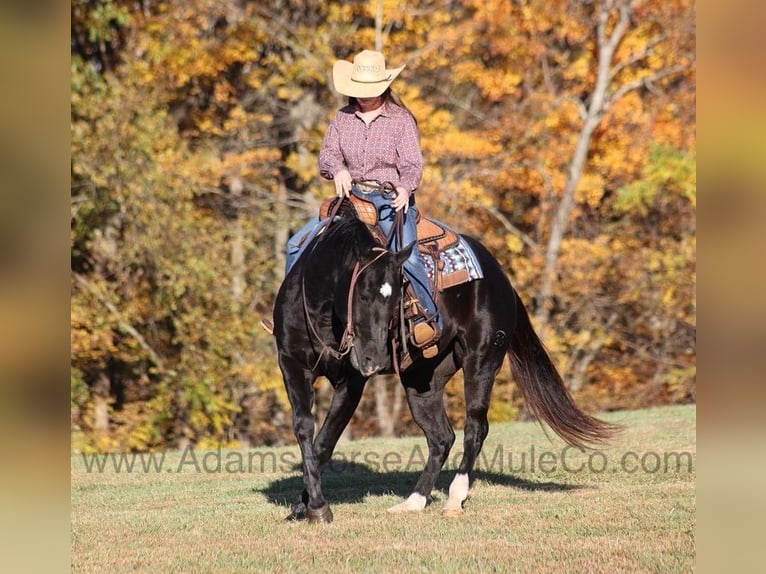 American Quarter Horse Ruin 13 Jaar Zwart in Mount Vernon