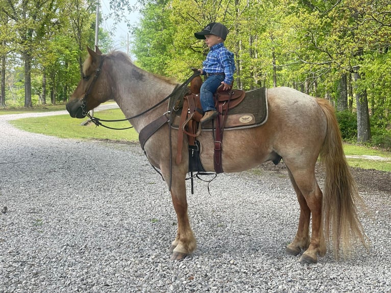 American Quarter Horse Ruin 14 Jaar 137 cm Roan-Red in Brierfield Al