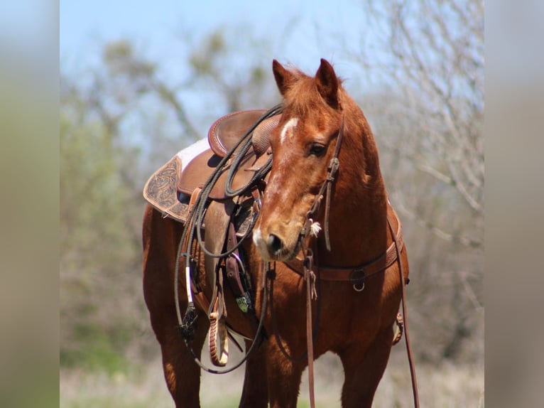 American Quarter Horse Ruin 14 Jaar 137 cm Roodvos in Brownwood TX