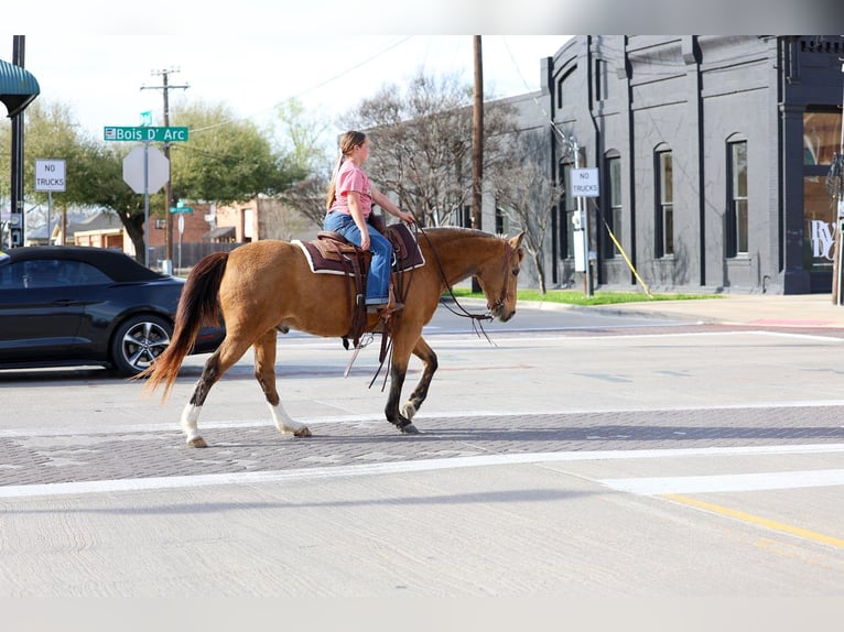 American Quarter Horse Ruin 14 Jaar 142 cm Buckskin in Forney