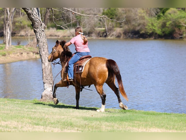 American Quarter Horse Ruin 14 Jaar 142 cm Buckskin in Forney