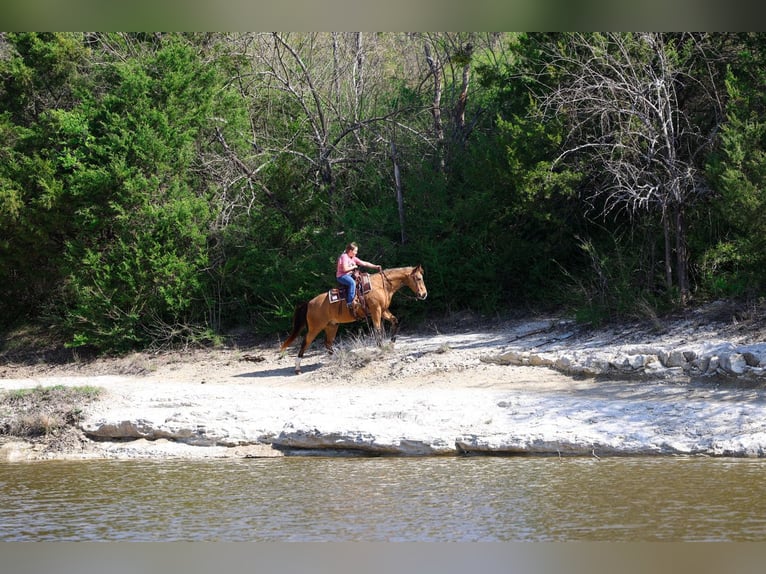 American Quarter Horse Ruin 14 Jaar 142 cm Buckskin in Forney