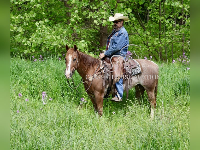 American Quarter Horse Ruin 14 Jaar 142 cm Donkere-vos in Waynesboro, PA