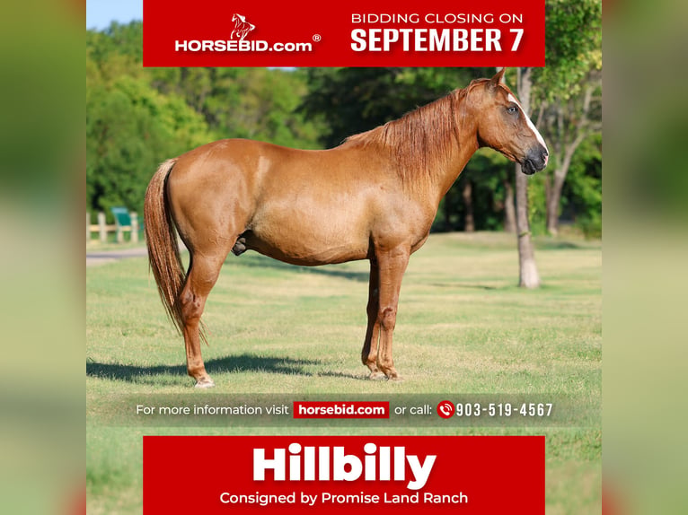 American Quarter Horse Ruin 14 Jaar 142 cm Falbe in Terrell