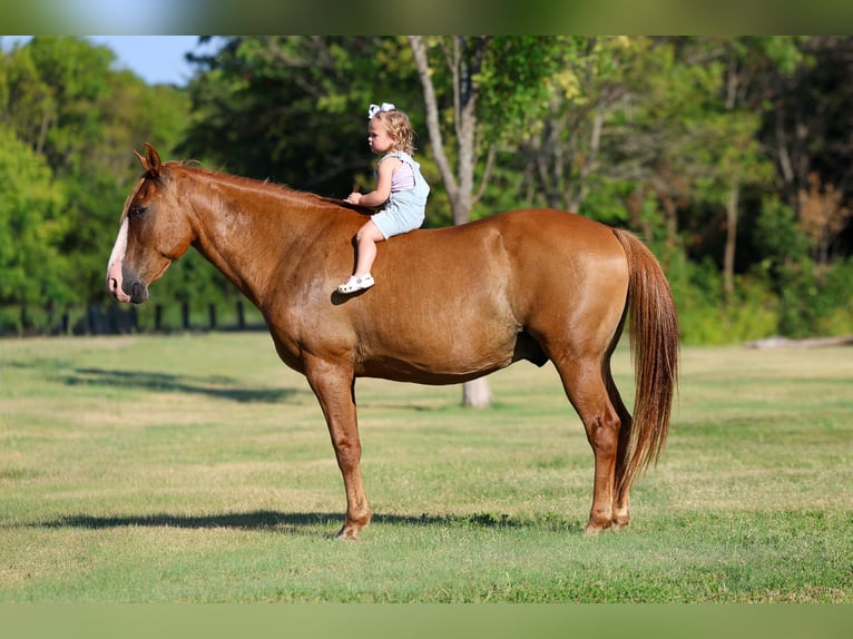 American Quarter Horse Ruin 14 Jaar 142 cm Falbe in Terrell