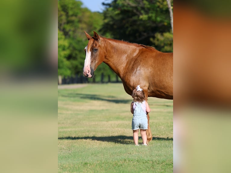 American Quarter Horse Ruin 14 Jaar 142 cm Falbe in Terrell