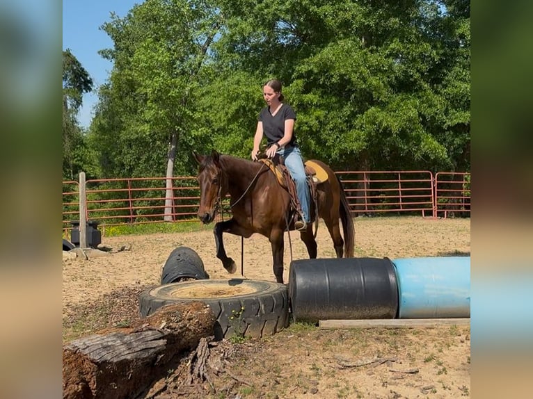 American Quarter Horse Ruin 14 Jaar 142 cm Roodbruin in Carnesville, GA
