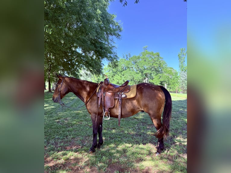 American Quarter Horse Ruin 14 Jaar 142 cm Roodbruin in Carnesville, GA