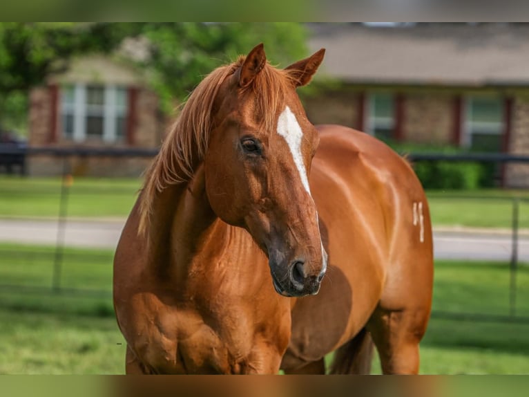 American Quarter Horse Mix Ruin 14 Jaar 142 cm Roodvos in Poolville
