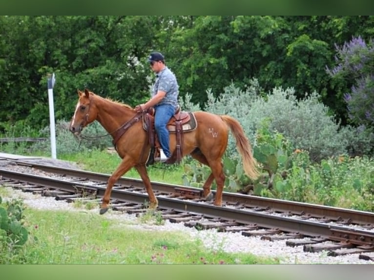 American Quarter Horse Mix Ruin 14 Jaar 142 cm Roodvos in Poolville