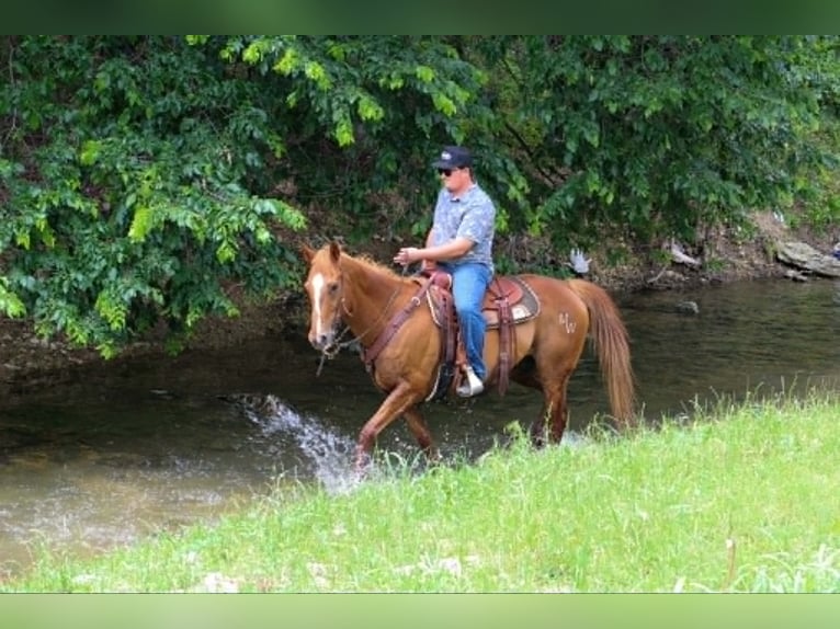 American Quarter Horse Mix Ruin 14 Jaar 142 cm Roodvos in Poolville